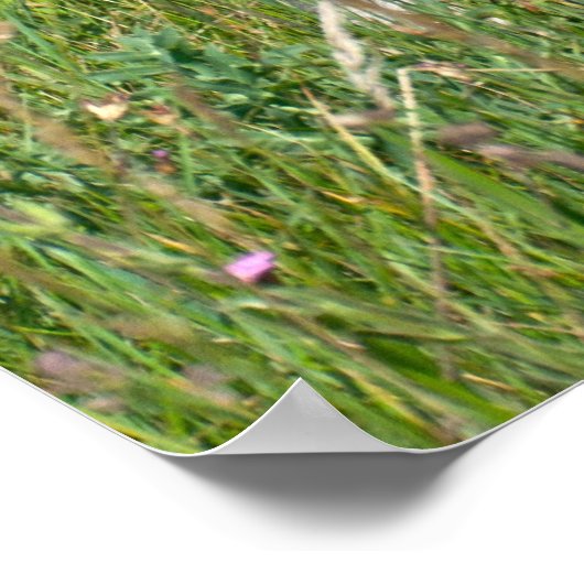 Beauful Dogo Argentino Poster (Hoek)