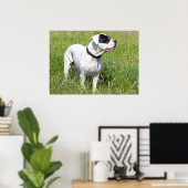 Beauful Dogo Argentino Poster (Thuiskantoor)