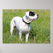 Beauful Dogo Argentino Poster (Voorkant)