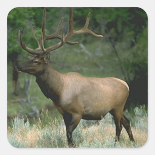 Beauful Elk Vierkante Sticker