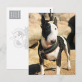Beauful English Bull Terrier-fotokaart Briefkaart (Voorkant / Achterkant)
