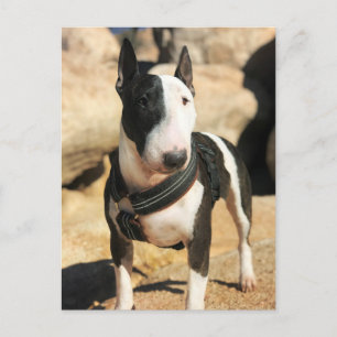 Beauful English Bull Terrier-fotokaart Briefkaart