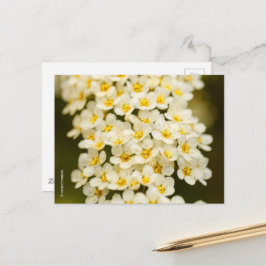 Beauful Floral Bridalwreath Spiraea Briefkaart
