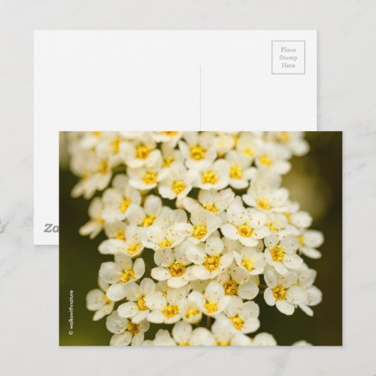 Beauful Floral Bridalwreath Spiraea Briefkaart (Voorkant / Achterkant)