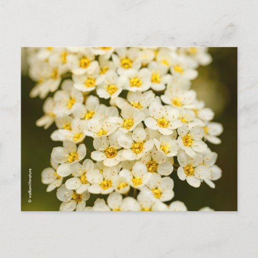 Beauful Floral Bridalwreath Spiraea Briefkaart (Voorkant)
