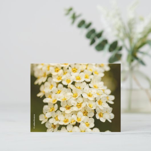 Beauful Floral Bridalwreath Spiraea Briefkaart (Staand voorkant)