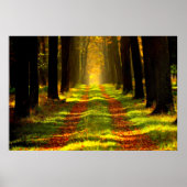 Beauful Forest Path Road Poster (Voorkant)