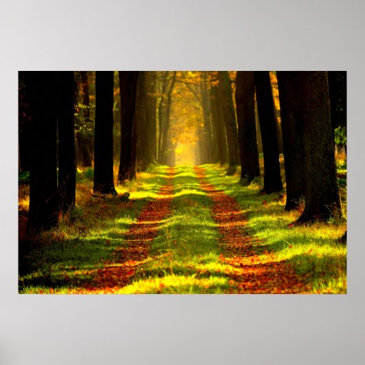 Beauful Forest Path Road Poster (Voorkant)