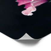 Beauful Garden Pink Mallow Rozen Flowers Poster (Hoek)