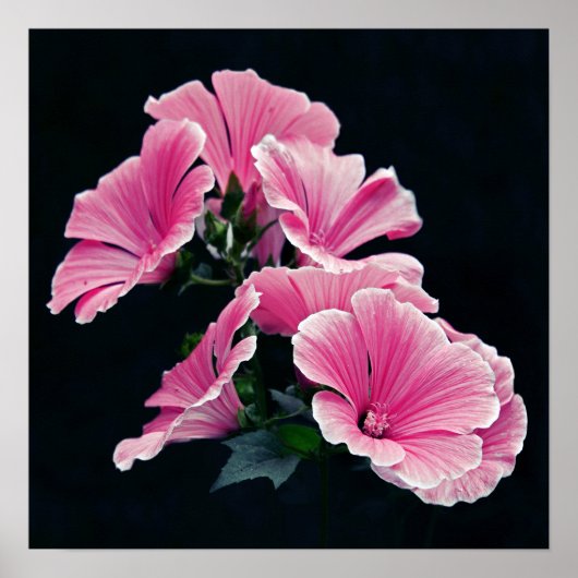 Beauful Garden Pink Mallow Rozen Flowers Poster (Voorkant)