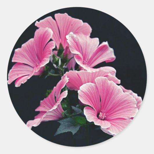 Beauful Garden Pink Mallow Rozen Flowers Ronde Sticker (Voorkant)