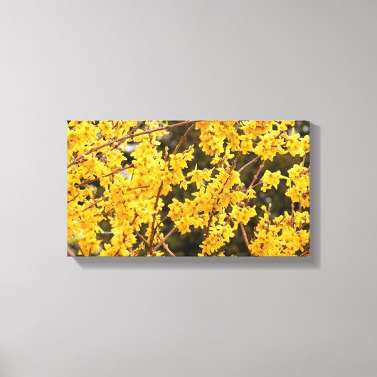 Beauful Golden Forsythia Shrub Canvas Afdruk (Voorkant)