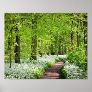 Beauful Green Springtime Forest Foto Poster