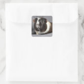 Beauful Guinea Pig Stickers (Tas)