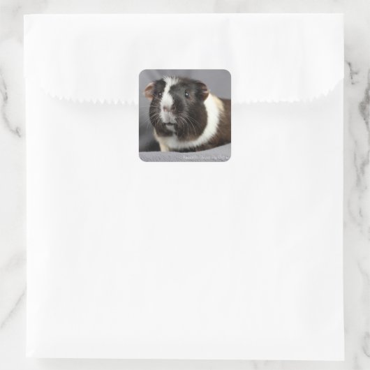 Beauful Guinea Pig Stickers (Tas)