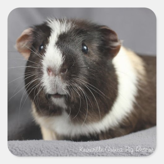 Beauful Guinea Pig Stickers (Voorkant)