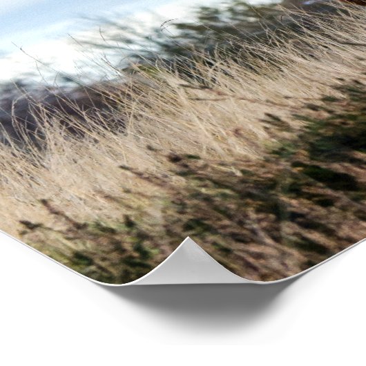 Beauful Highland Cattle Poster (Hoek)