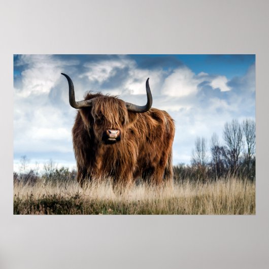 Beauful Highland Cattle Poster (Voorkant)