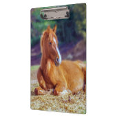 Beauful Horse Colt Klembord (Links)