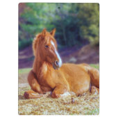 Beauful Horse Colt Klembord (Achterkant)