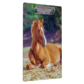 Beauful Horse Colt Klembord (Rechts)