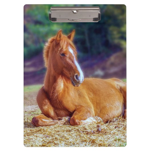 Beauful Horse Colt Klembord (Voorkant)