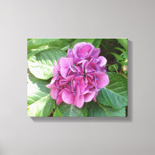 Beauful Hydrangea Canvas Afdruk