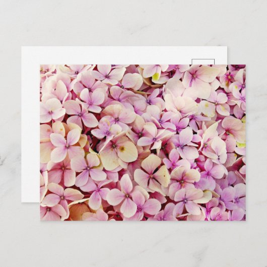 Beauful Hydrangea Flowers Briefkaart (Voorkant / Achterkant)