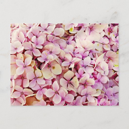 Beauful Hydrangea Flowers Briefkaart (Voorkant)