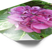 Beauful Hydrangea Foto Afdruk (Hoek)