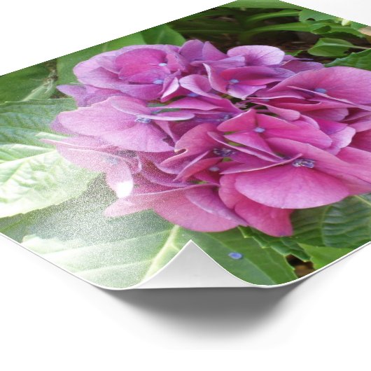Beauful Hydrangea Foto Afdruk (Hoek)