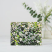Beauful Jasmine Flowers Briefkaart (Staand voorkant)