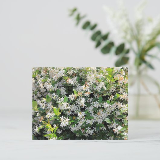 Beauful Jasmine Flowers Briefkaart (Staand voorkant)