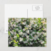 Beauful Jasmine Flowers Briefkaart (Voorkant / Achterkant)
