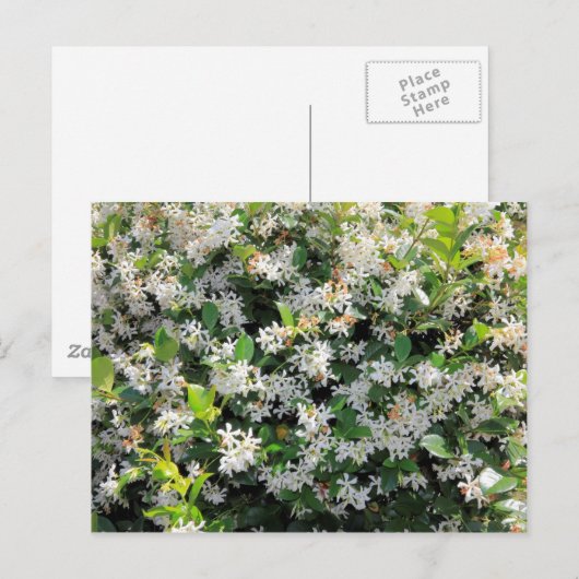 Beauful Jasmine Flowers Briefkaart (Voorkant / Achterkant)