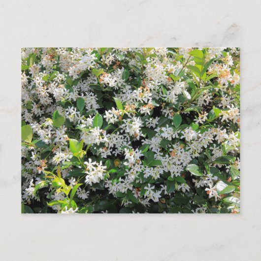 Beauful Jasmine Flowers Briefkaart (Voorkant)