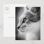 Beauful Kitten Briefkaart (Voorkant / Achterkant)