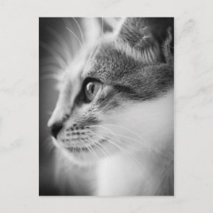 Beauful Kitten Briefkaart