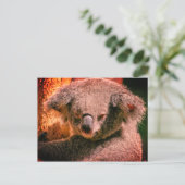 Beauful Koala Briefkaart (Staand voorkant)