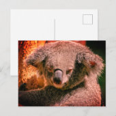 Beauful Koala Briefkaart (Voorkant / Achterkant)