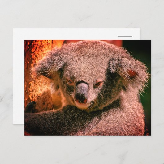 Beauful Koala Briefkaart (Voorkant / Achterkant)