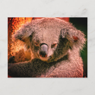 Beauful Koala Briefkaart
