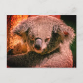 Beauful Koala Briefkaart (Voorkant)
