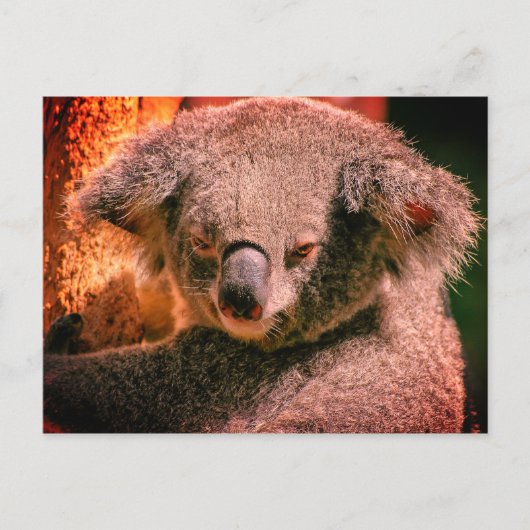 Beauful Koala Briefkaart (Voorkant)