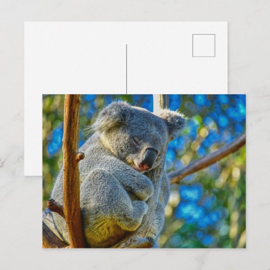 Beauful Koala Briefkaart (Voorkant / Achterkant)