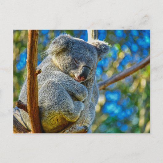 Beauful Koala Briefkaart (Voorkant)