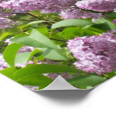 Beauful Lilacs - Floral Photography Poster (Hoek)