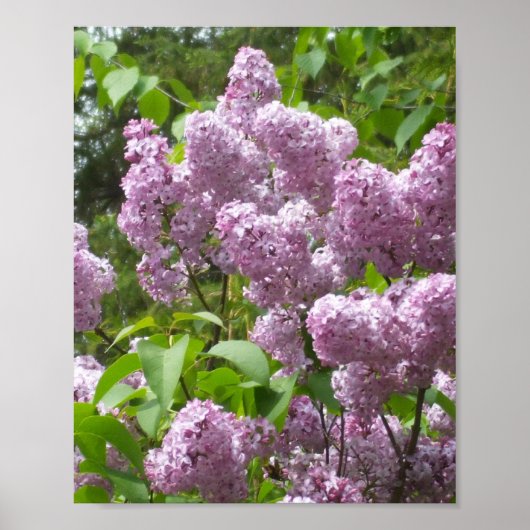 Beauful Lilacs - Floral Photography Poster (Voorkant)
