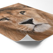 Beauful Lion Head Poster (Hoek)