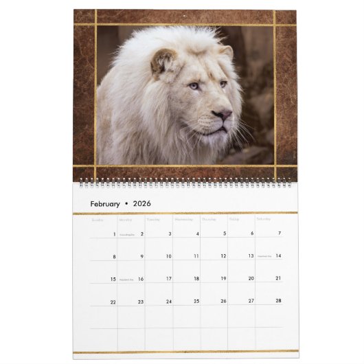 Beauful Lions Photo Afbeelding Calendar Kalender (Feb 2026)